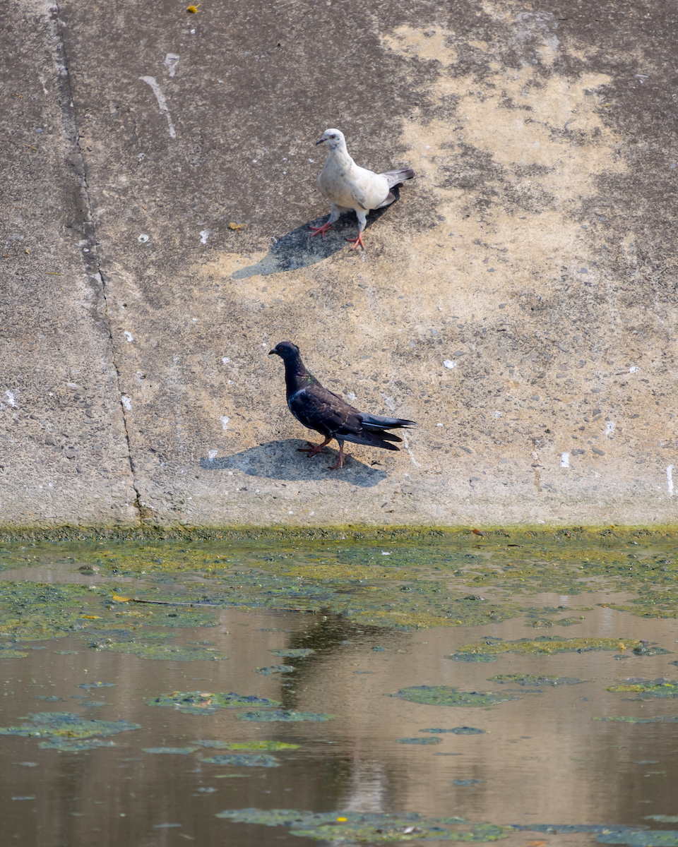 Rock Pigeon (Feral Pigeon) - Lia Guttman