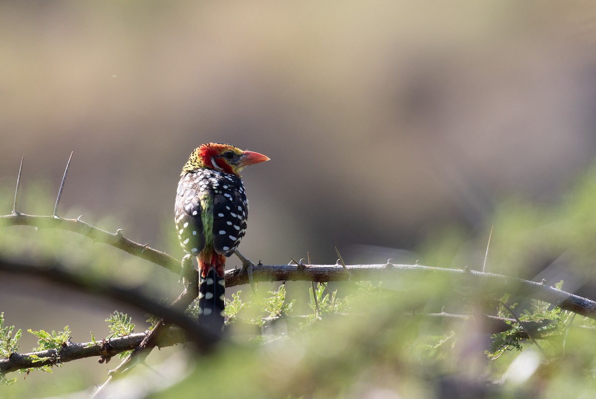 Red-and-yellow Barbet - ML618080197