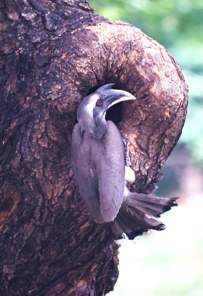 Indian Gray Hornbill - Sunil Zaveri