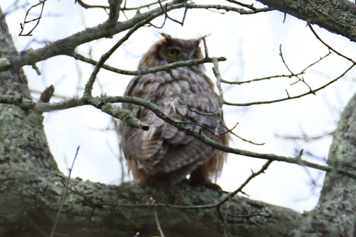 Great Horned Owl - ML618080221