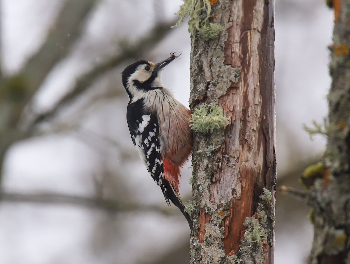 White-backed Woodpecker - ML618080255