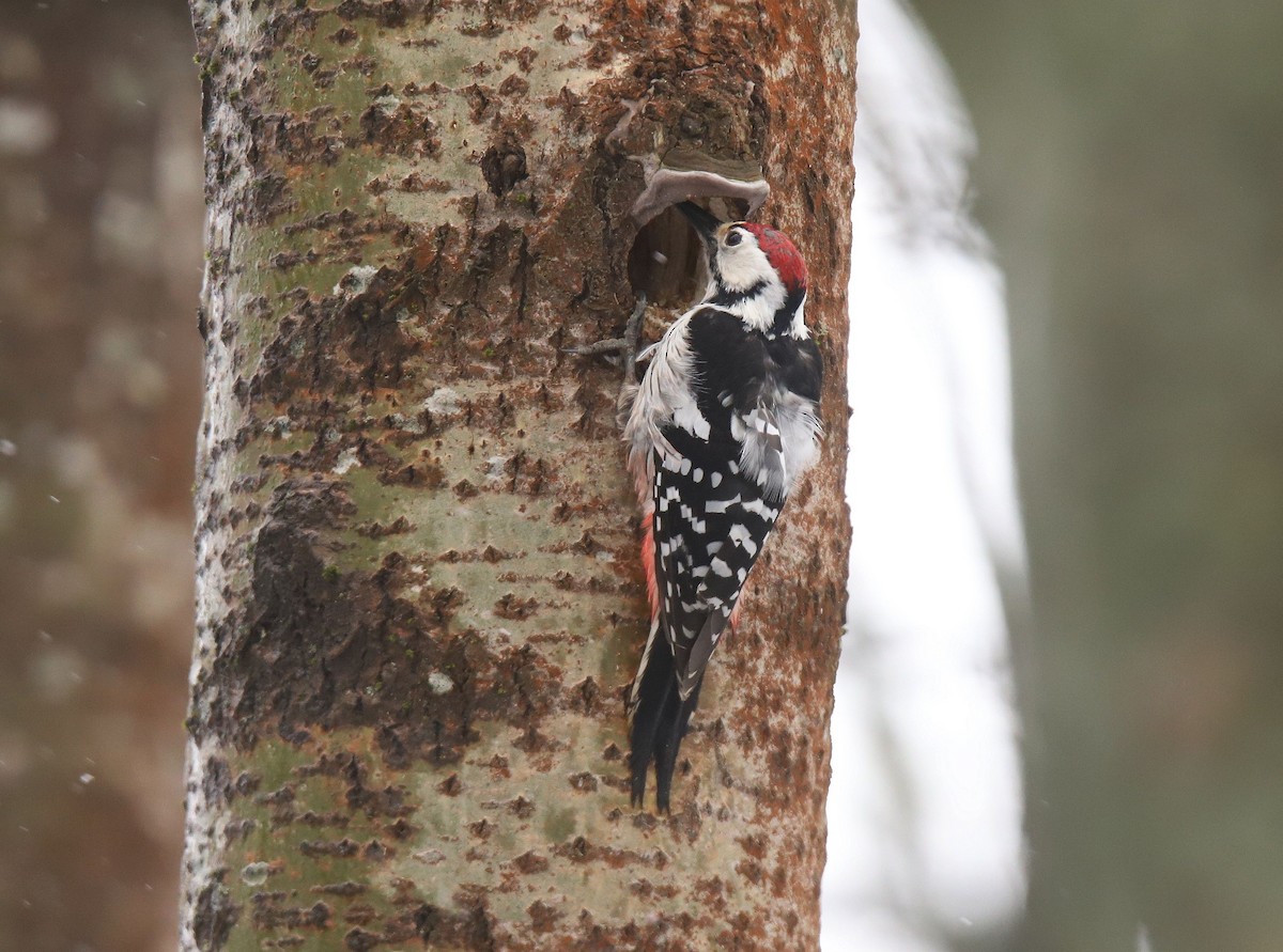 White-backed Woodpecker - ML618080257