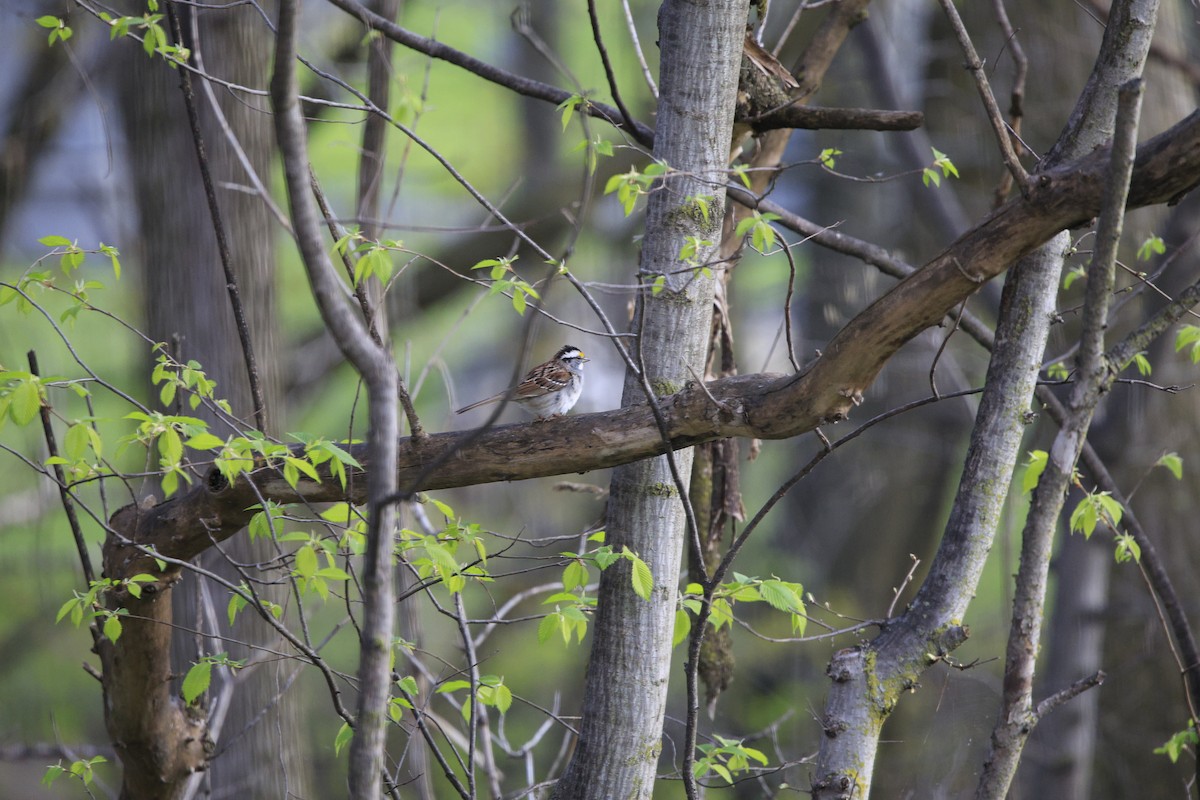 White-throated Sparrow - Matt Bossert