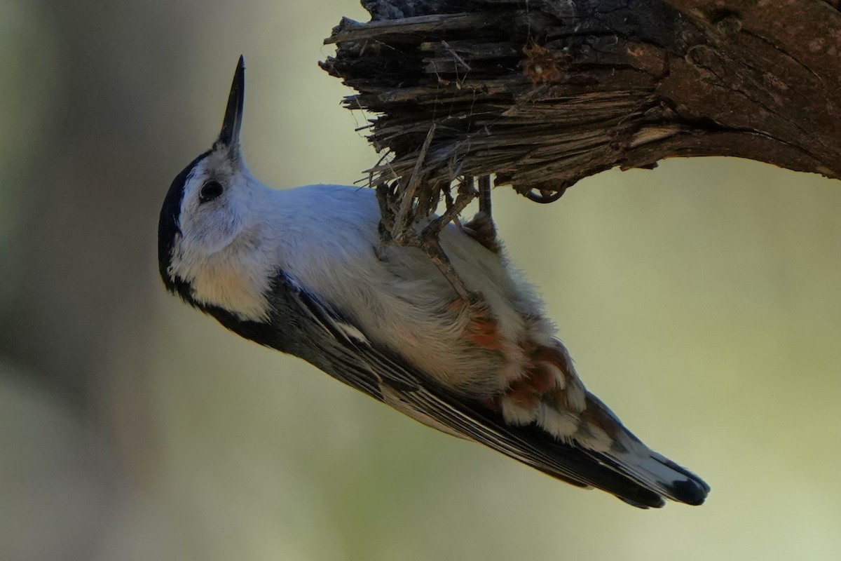 White-breasted Nuthatch - ML618080269