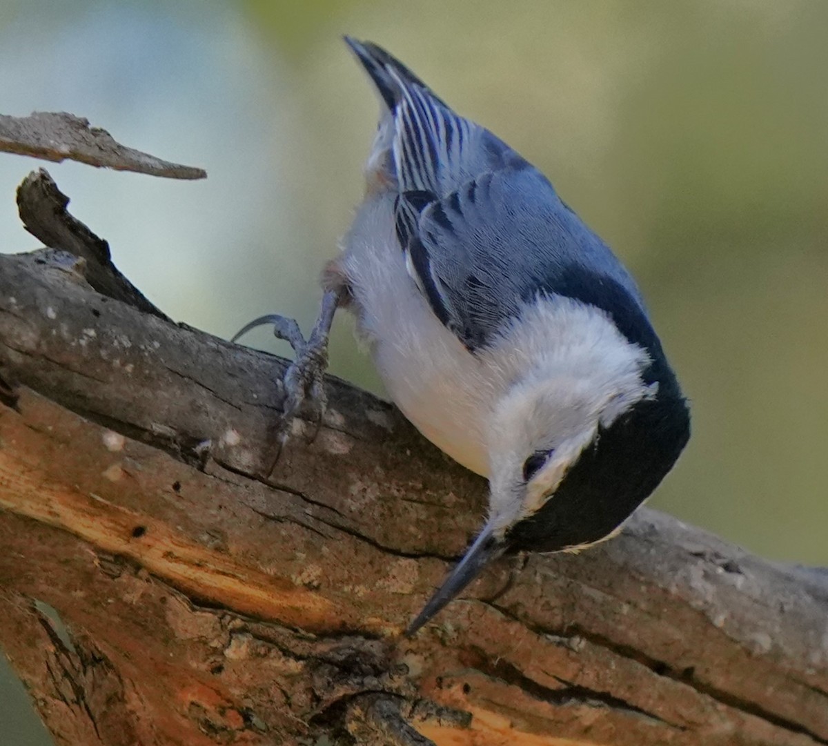 White-breasted Nuthatch - ML618080270