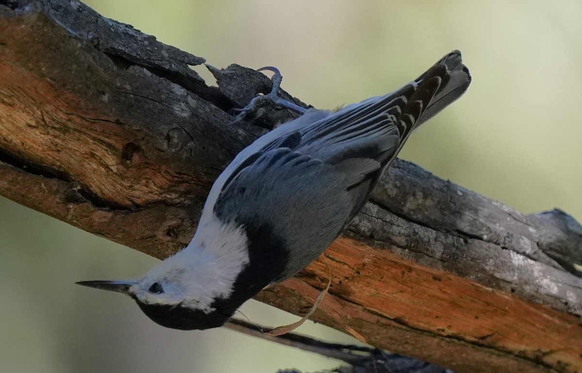 White-breasted Nuthatch - ML618080271