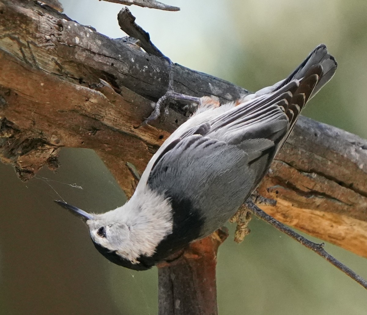 White-breasted Nuthatch - ML618080272