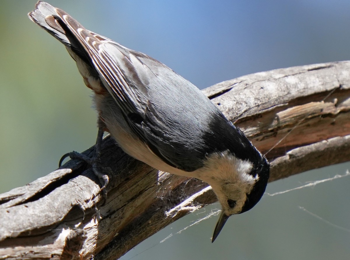 White-breasted Nuthatch - ML618080273