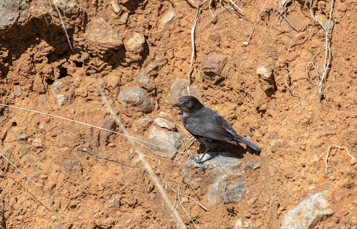 White-fronted Black-Chat - ML618080283