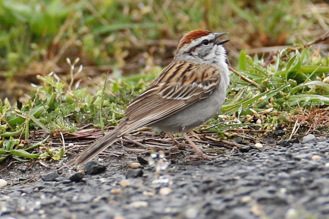 Chipping Sparrow - ML618080404