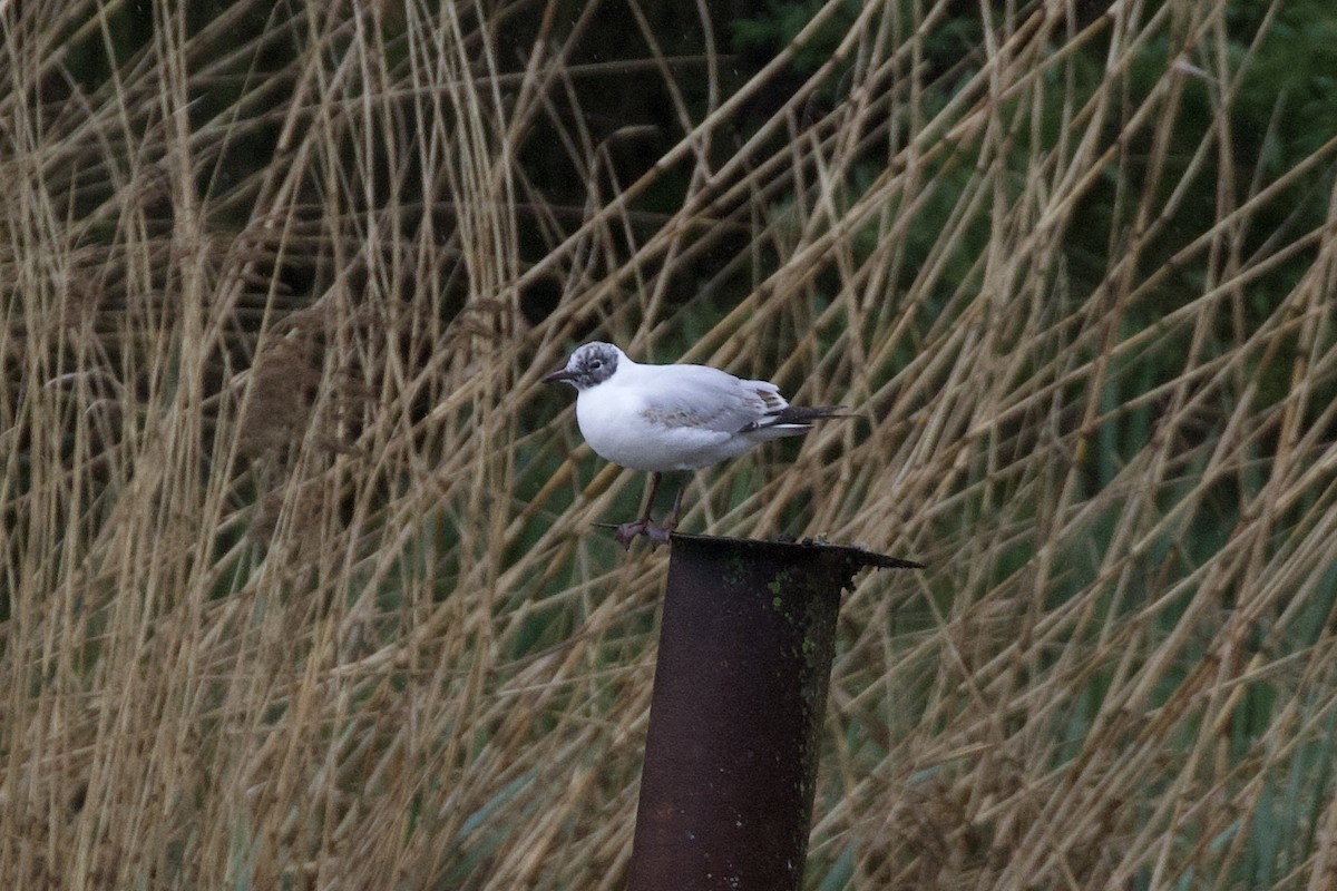 Mouette rieuse - ML618080426