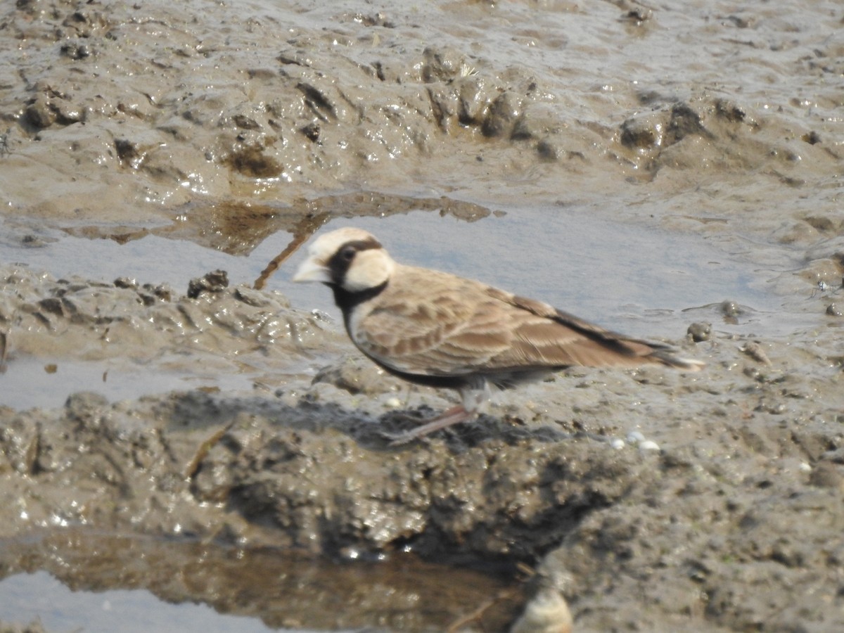 Ashy-crowned Sparrow-Lark - ML618080455