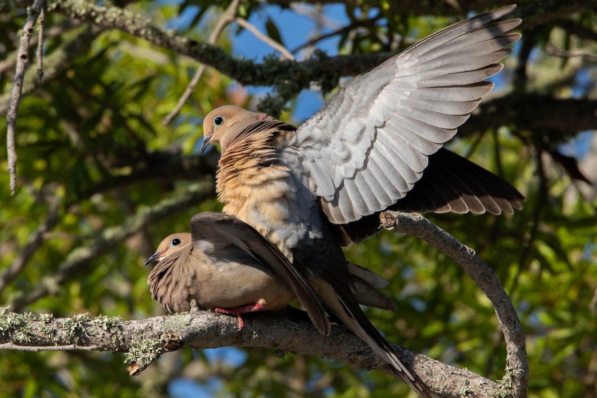 Mourning Dove - Nick Hoffmann