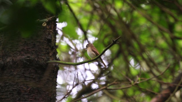 Brown-breasted Flycatcher - ML618080516
