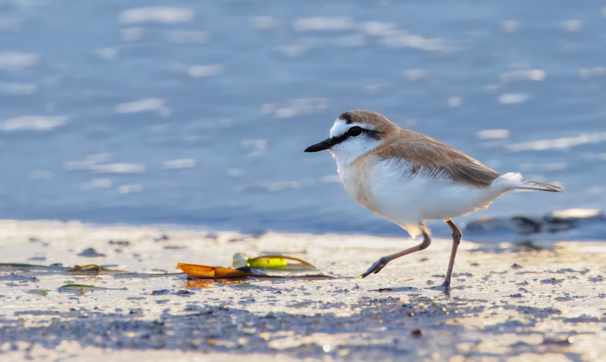 White-fronted Plover - ML618080534