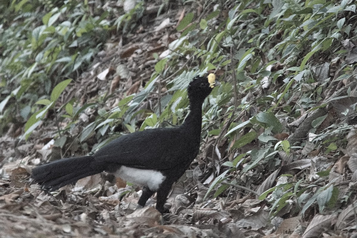 Great Curassow - Kevin Thompson