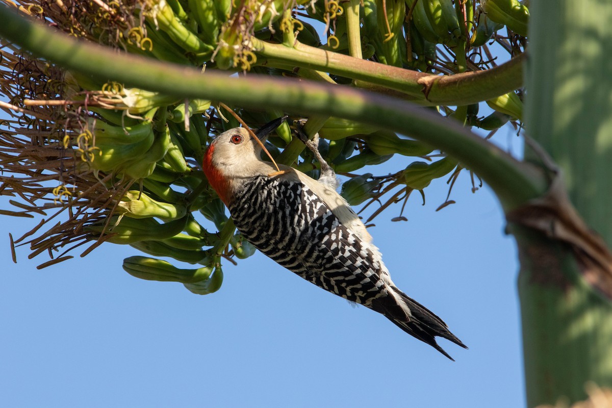 Red-bellied Woodpecker - Nick Hoffmann