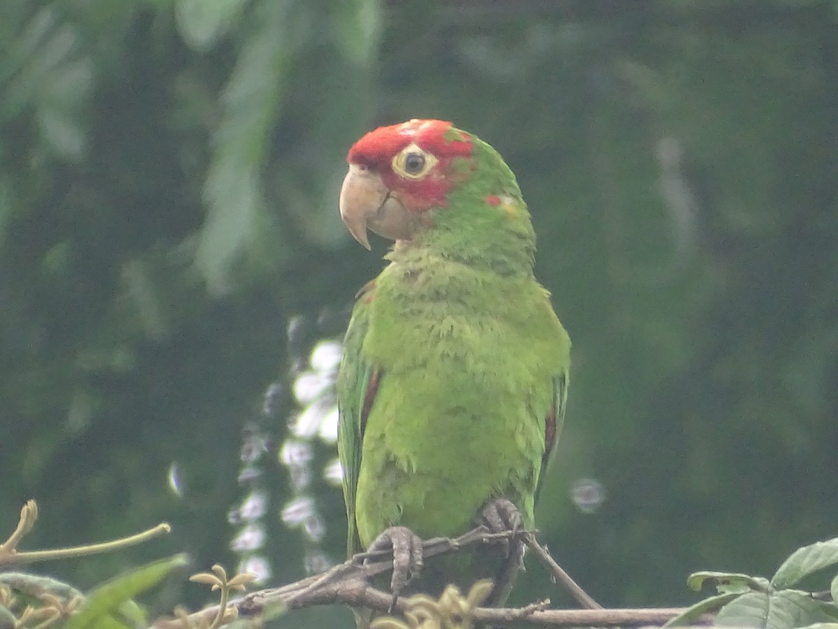 Red-masked Parakeet - ML618080538