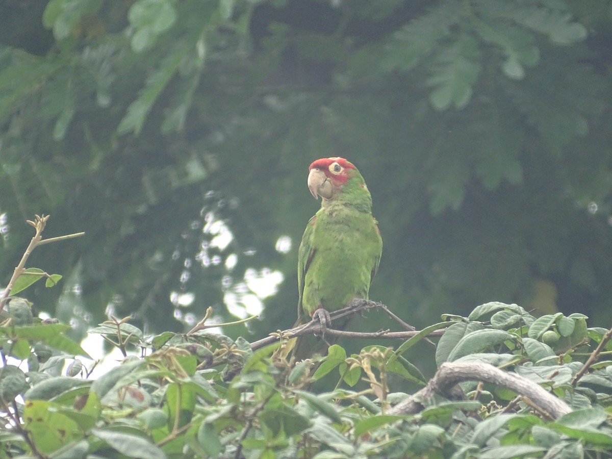 Red-masked Parakeet - ML618080539