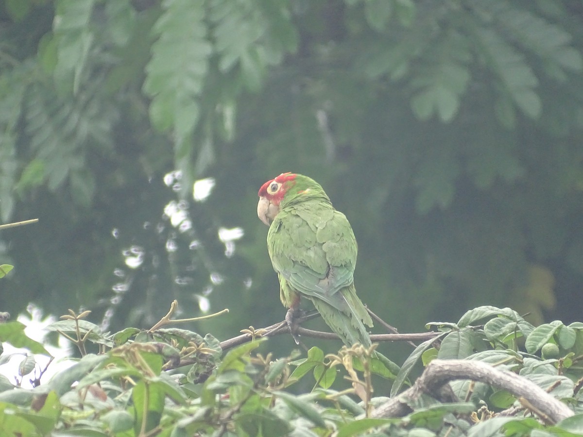 Red-masked Parakeet - karina gonzalez cornejo