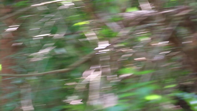 Sakhalin Leaf Warbler - ML618080573