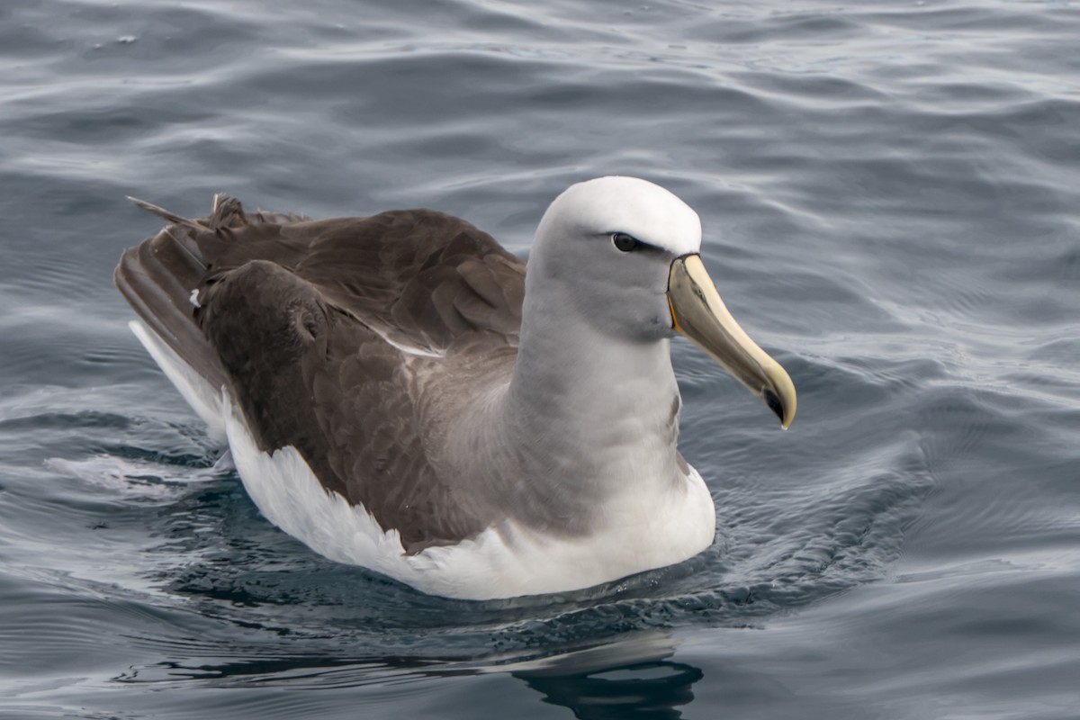 Salvin's Albatross - Andrew Smith