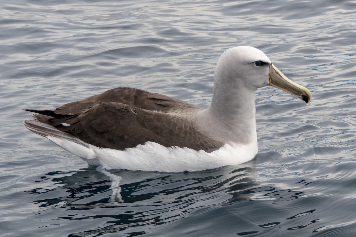 albatros snarský - ML618080582