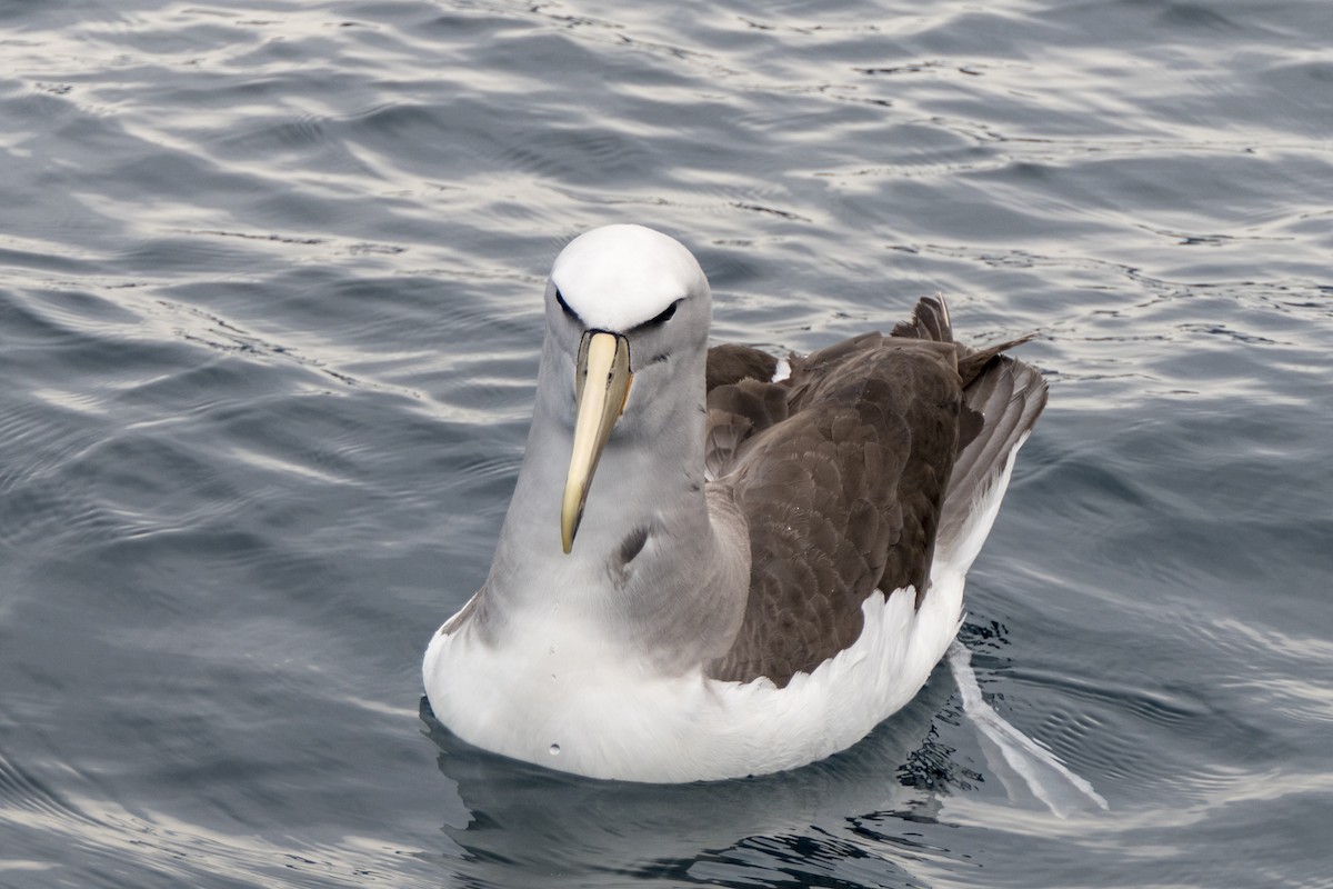 albatros snarský - ML618080583