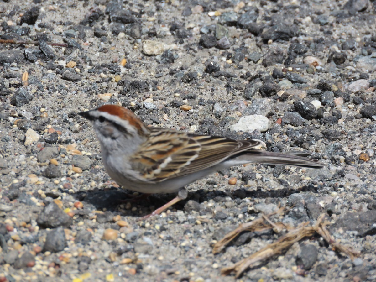 Chipping Sparrow - ML618080597