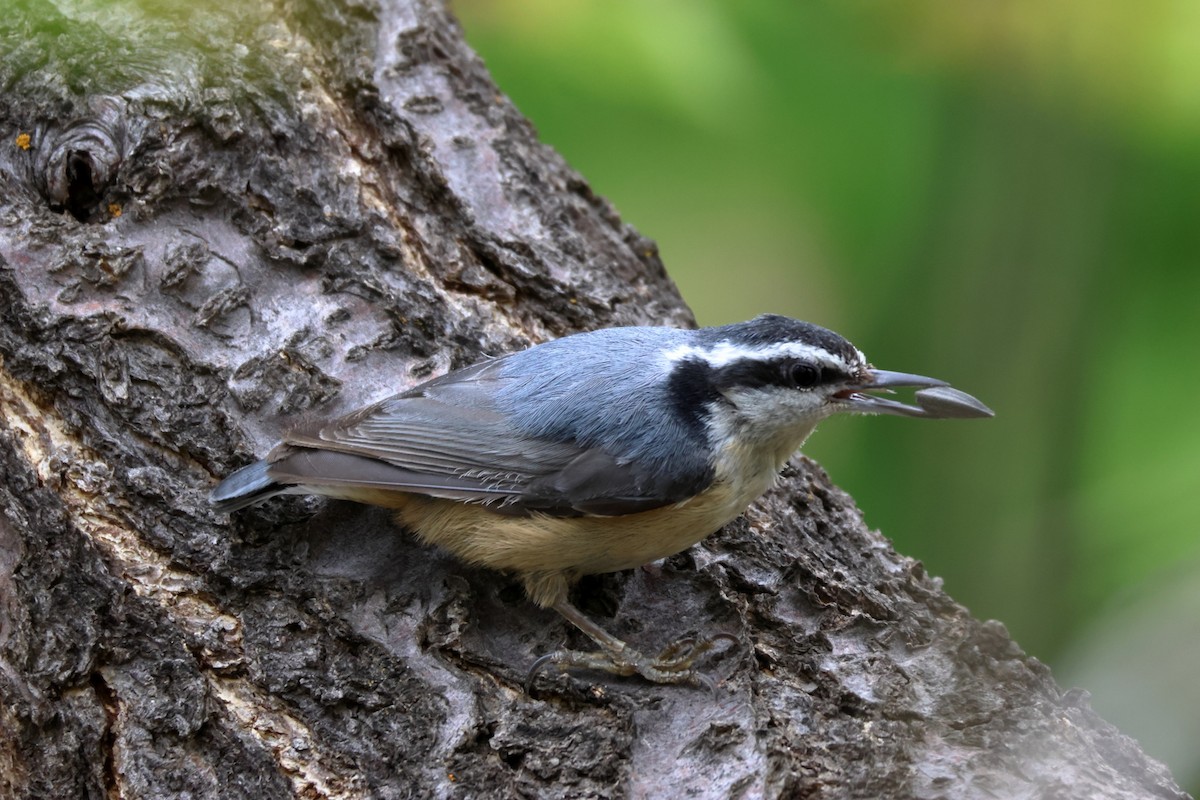 Red-breasted Nuthatch - James Cummins
