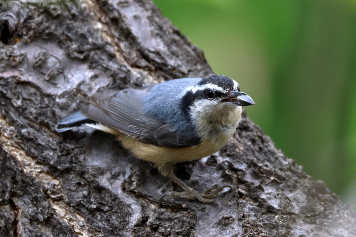 Red-breasted Nuthatch - ML618080629