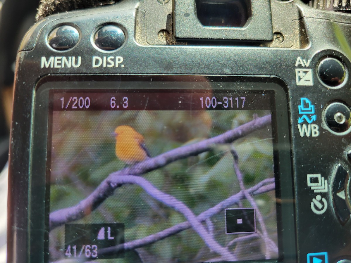 Prothonotary Warbler - ML618080633