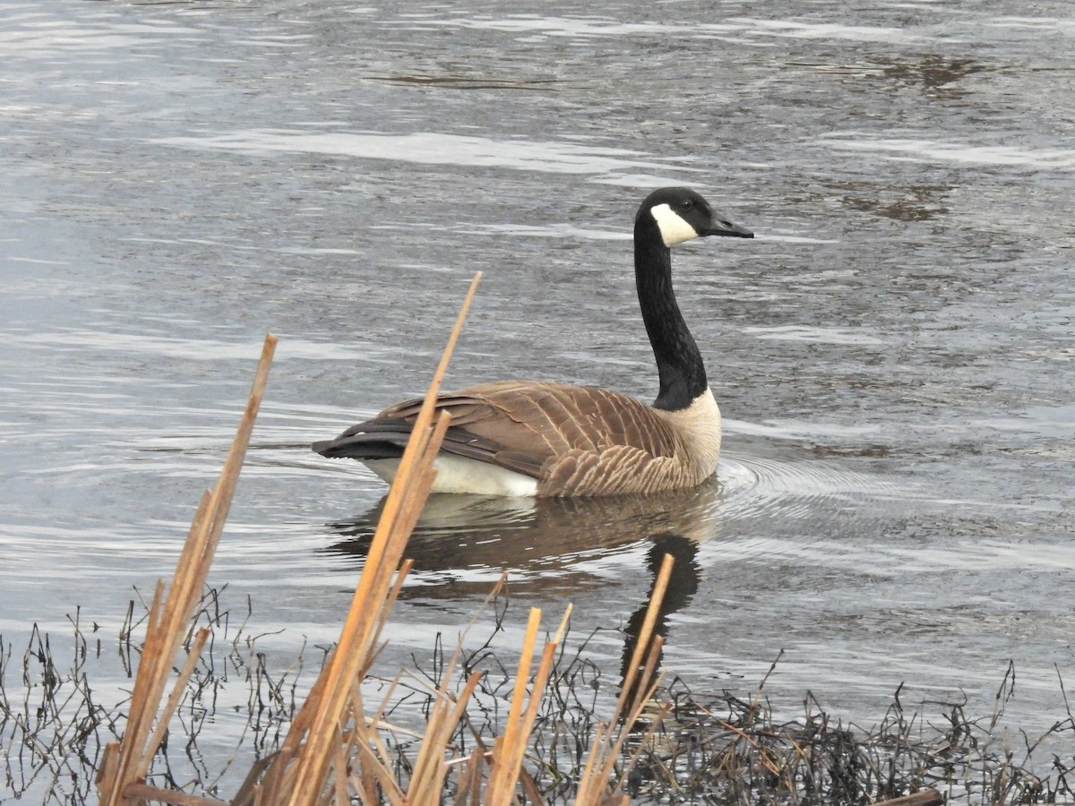 Canada Goose - Normand Ethier