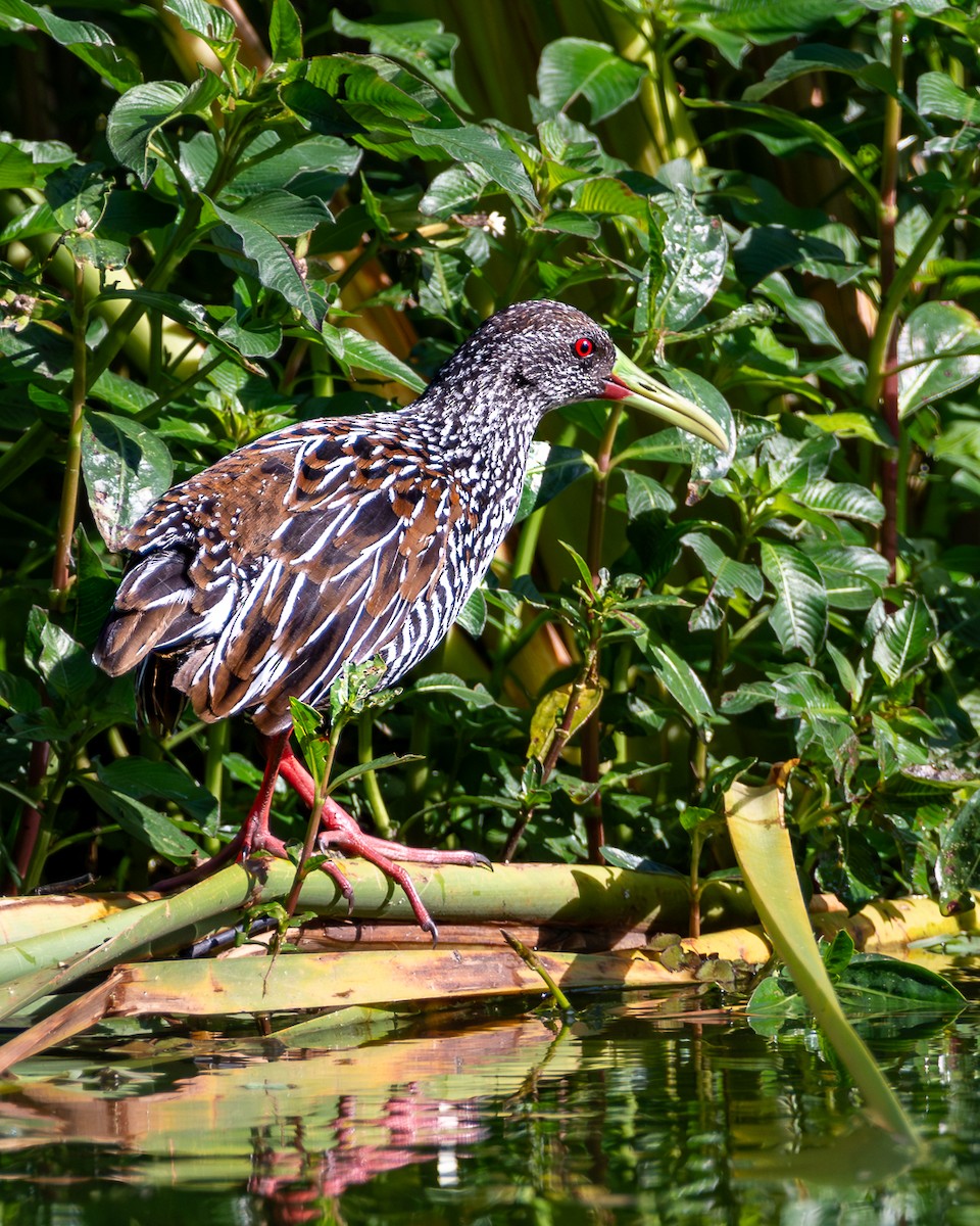 Spotted Rail - ML618080645