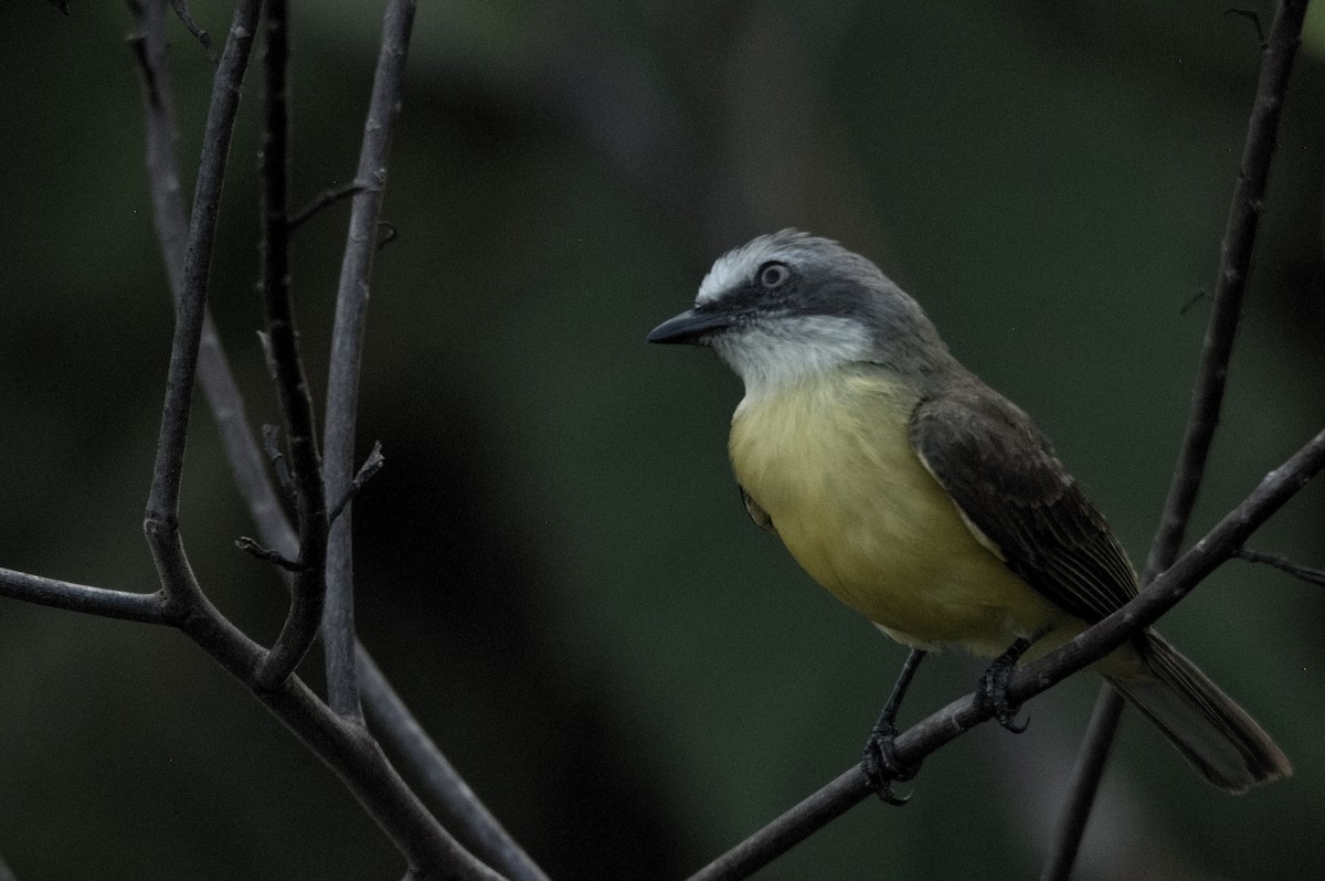 Gray-capped Flycatcher - Kevin Thompson