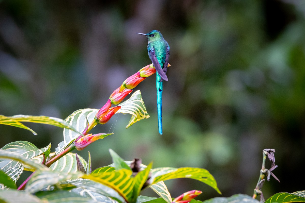 Long-tailed Sylph - ML618080649