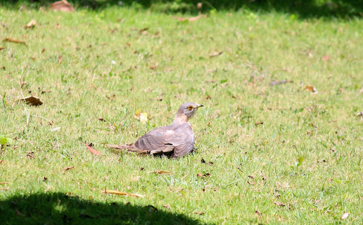 Common Hawk-Cuckoo - Neema Das