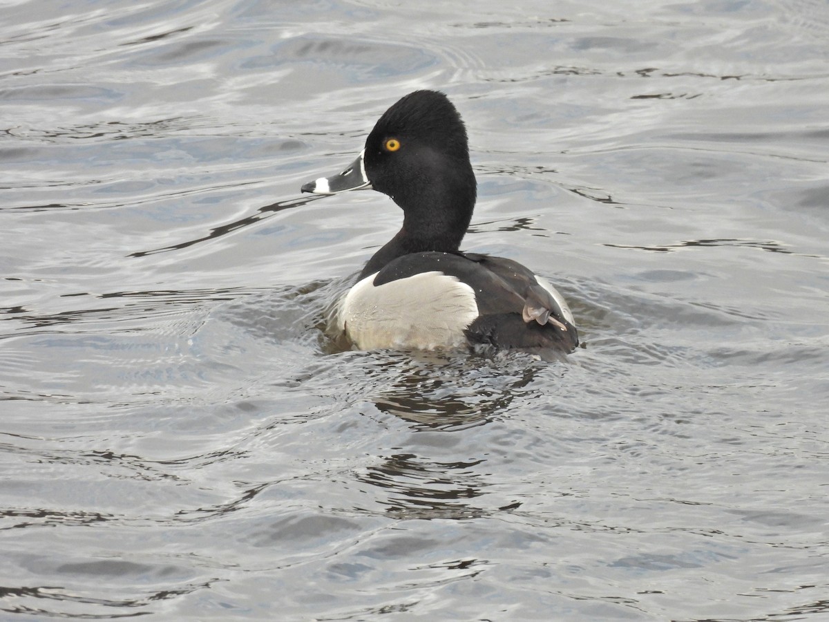 Ring-necked Duck - Normand Ethier