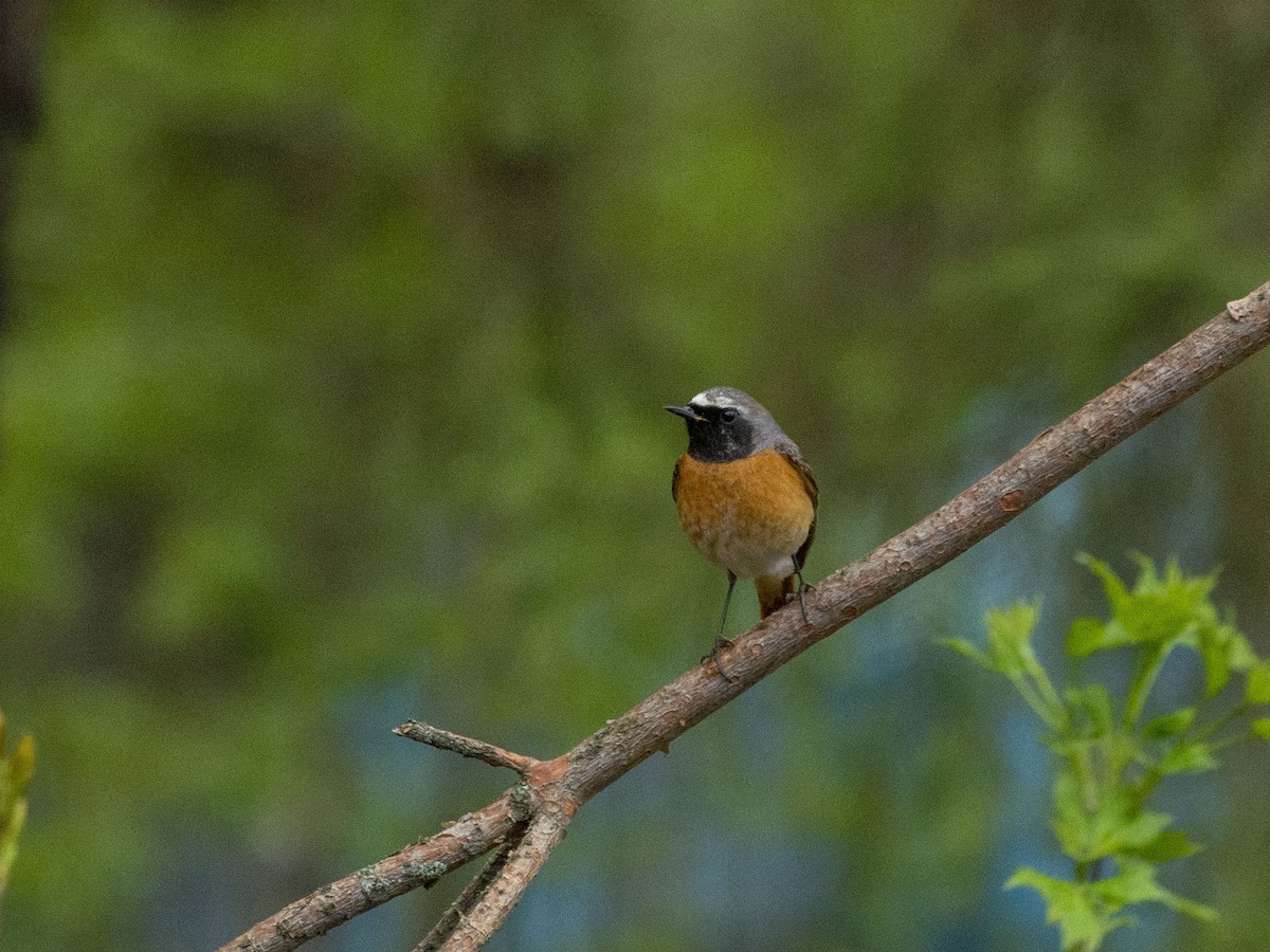 Common Redstart (Common) - Boris Georgi