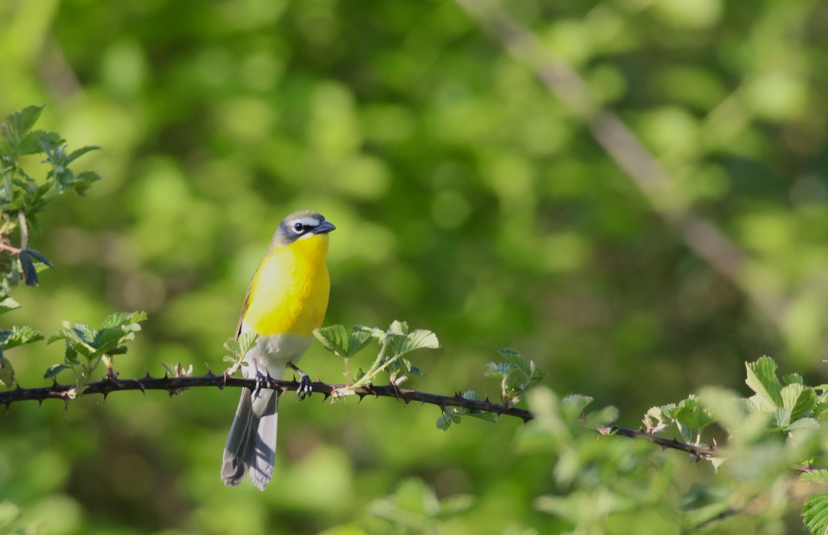 Yellow-breasted Chat - Jeffrey Hall