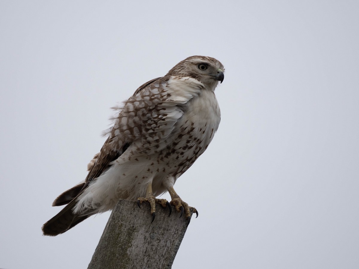 Red-tailed Hawk - ML618080708