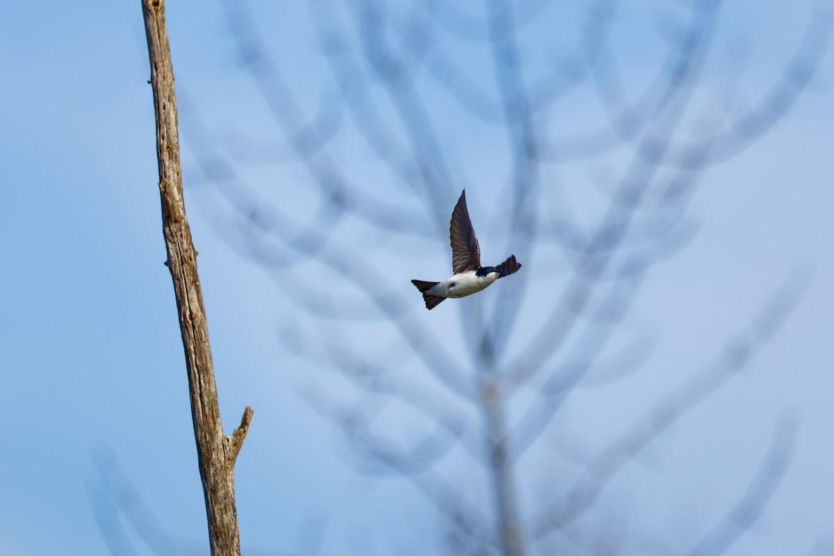 Tree Swallow - Darry W.