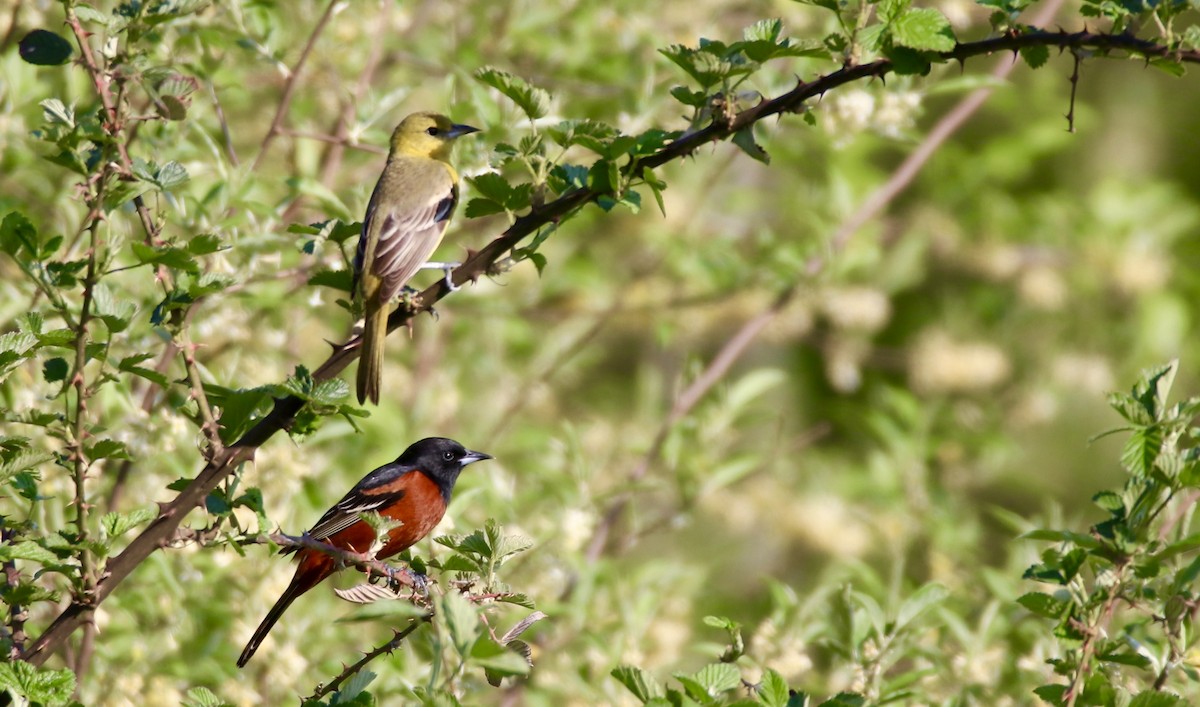 Orchard Oriole - ML618080712