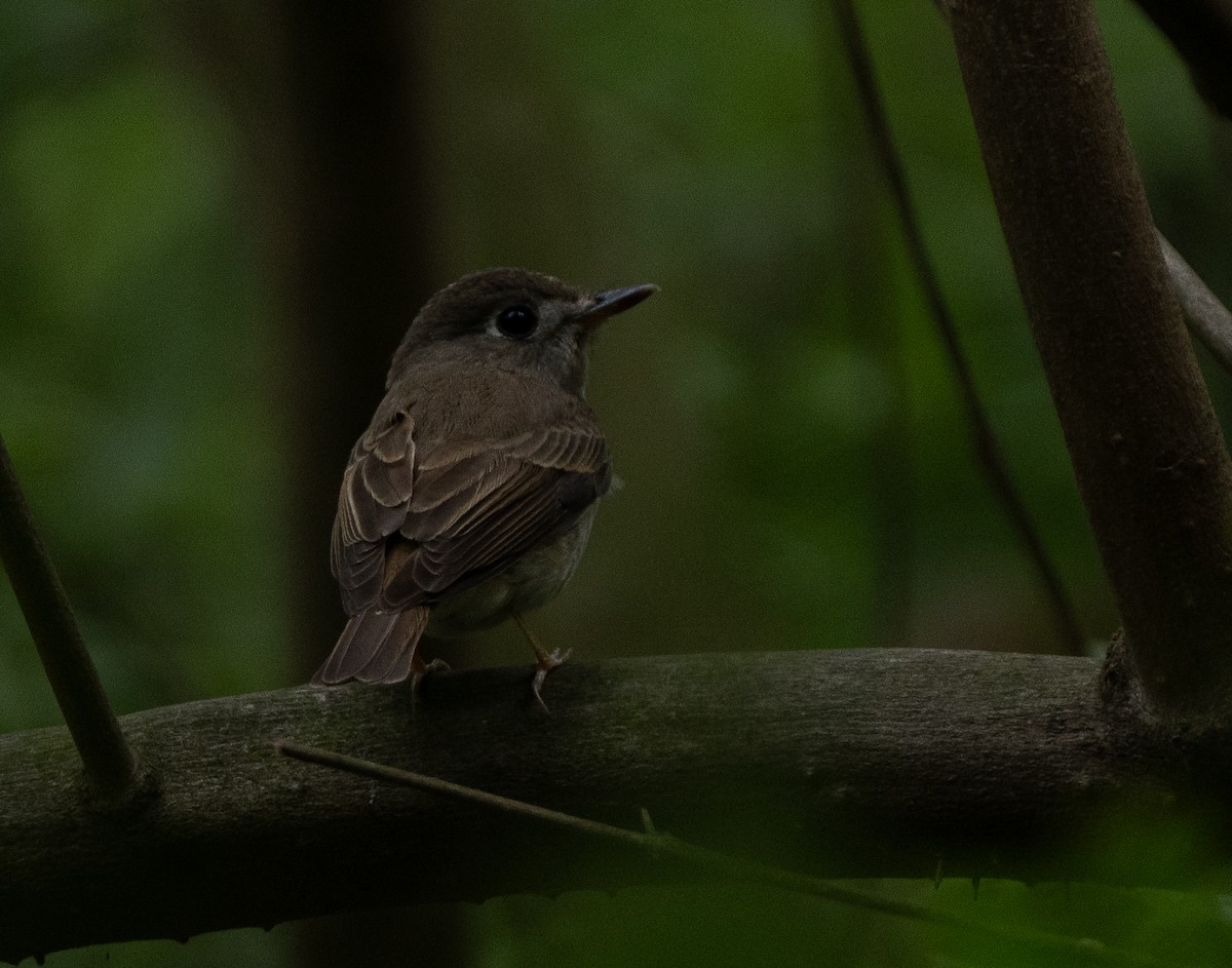 Brown-breasted Flycatcher - ML618080737