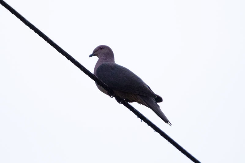 Pigeon à bec noir - ML618080747
