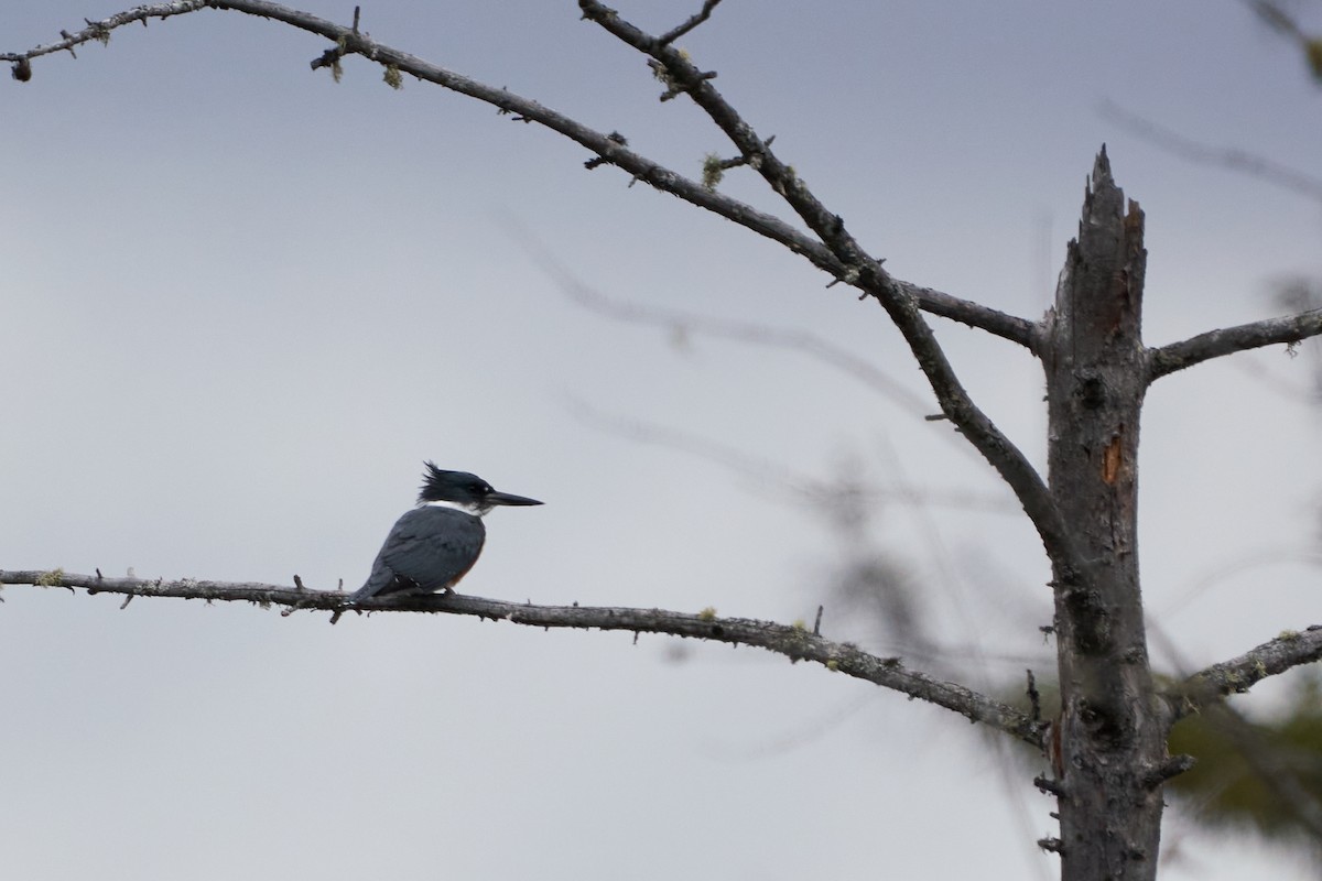 Belted Kingfisher - ML618080775