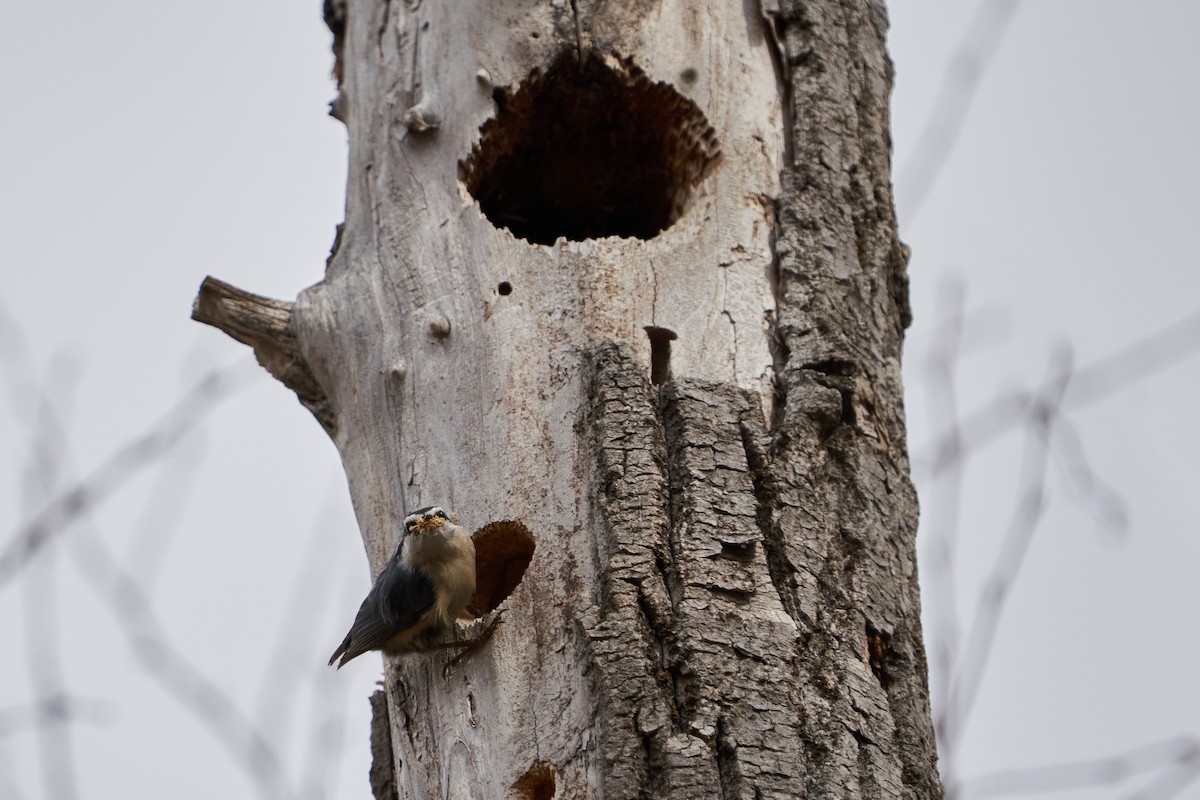 Red-breasted Nuthatch - ML618080792