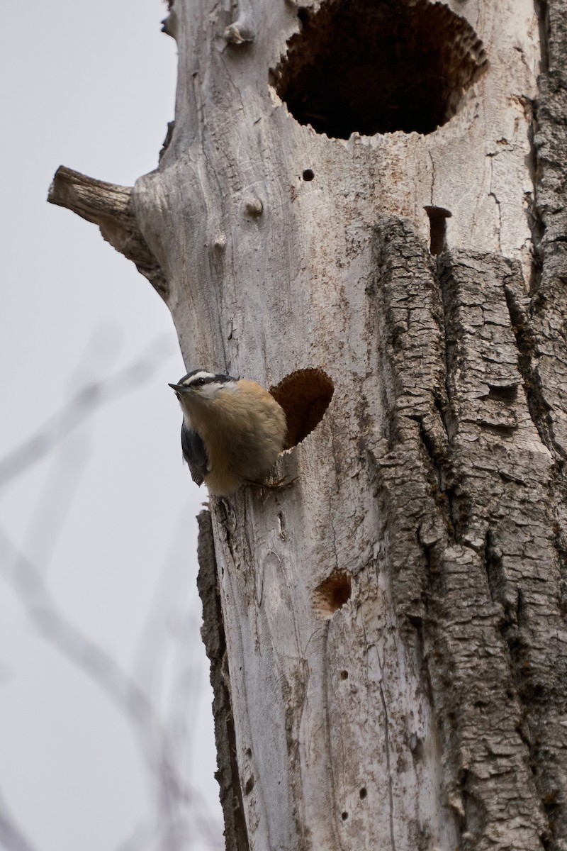 Red-breasted Nuthatch - Dominique Genna