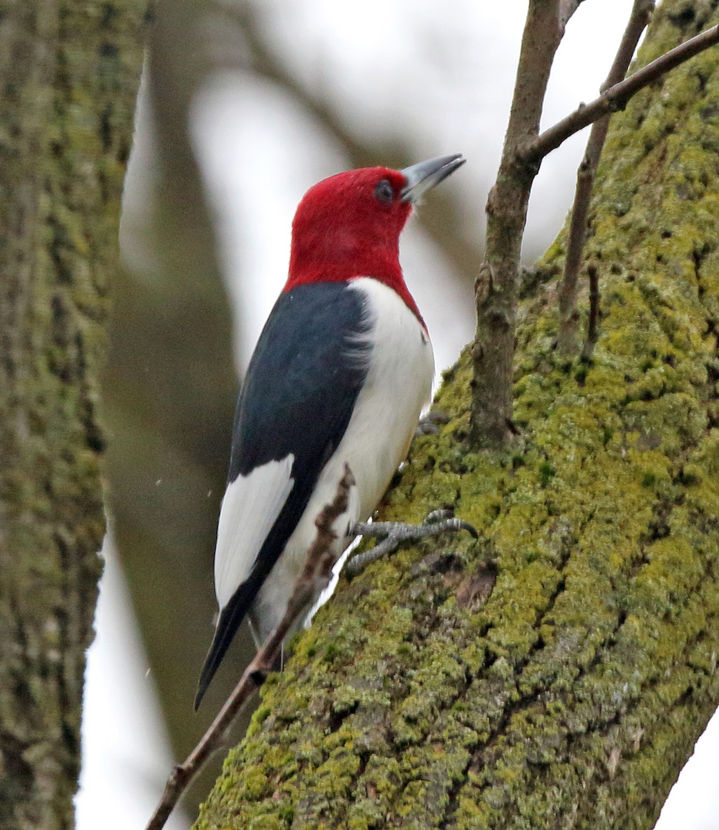 Red-headed Woodpecker - ML618080794