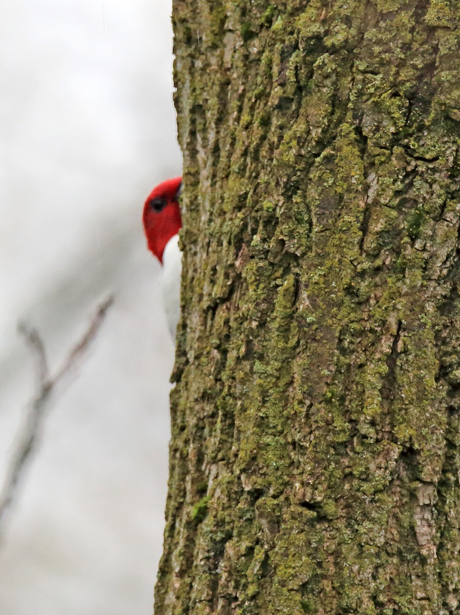 Red-headed Woodpecker - ML618080796